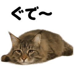 [LINEスタンプ] サイベリアン猫｜もふもふ＆ぐで〜な日常
