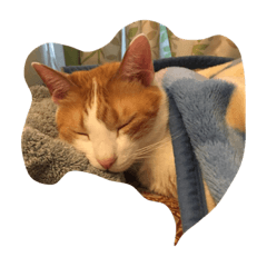 [LINEスタンプ] いぬ＆ねこ4