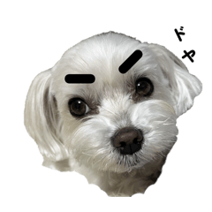 [LINEスタンプ] マルチーズ写真・日常のスタンプ