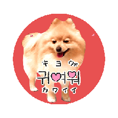 [LINEスタンプ] 動く♡春♡ポメラニアン
