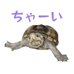[LINEスタンプ] うごく！ミシシッピニオイガメのことちゃん