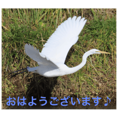[LINEスタンプ] 生き物写真で「おはようございます」2