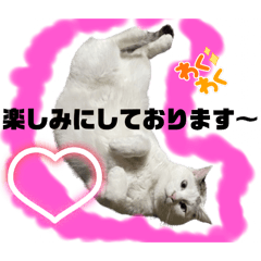 [LINEスタンプ] ゆっくりタマの日常挨拶使えるスタンプ3
