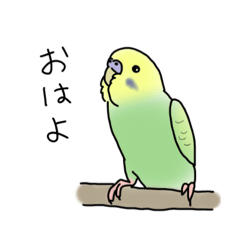 [LINEスタンプ] セキセイインコの可愛い1日(グリーン)