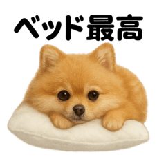 [LINEスタンプ] 引きこもりポメラニアンの日常スタンプ