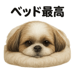 [LINEスタンプ] 引きこもりシーズーの日常LINEスタンプ