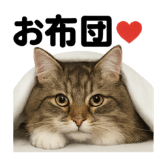 [LINEスタンプ] 引きこもりノルウェージャンフォレスト猫