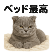 [LINEスタンプ] 引きこもりスコティッシュホールド猫