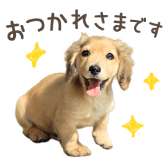 [LINEスタンプ] 敬語でミニチュアダックスフンドだワン！