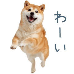[LINEスタンプ] リアクション実写柴犬【連絡用・日常会話】
