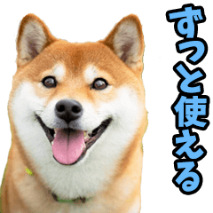 [LINEスタンプ] ずっと使える☆柴犬