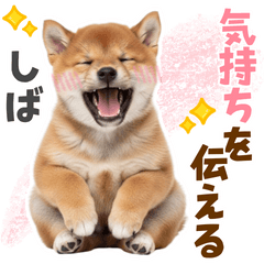 [LINEスタンプ] 毎日使える！感情ゆたかでかわいい柴犬