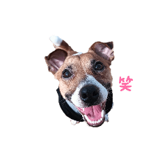 [LINEスタンプ] 愛犬レオ。