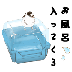 [LINEスタンプ] ジュウシマツ！使いやすいスタンプ1