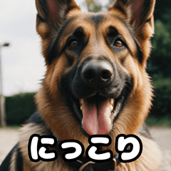 [LINEスタンプ] 愛嬌たっぷりシェパードの表情スタンプ