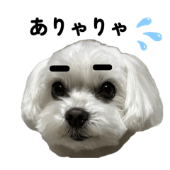 [LINEスタンプ] マルチーズ写真のかわいいスタンプ