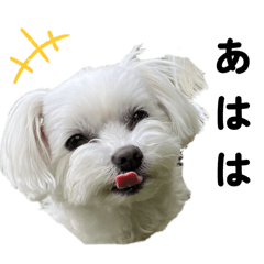 [LINEスタンプ] マルチーズ写真かわいいスタンプ