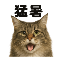 [LINEスタンプ] かわいい天気ノルウェージャンフォレスト