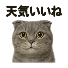 [LINEスタンプ] かわいい天気｜大人スコティッシュホールド