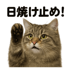 [LINEスタンプ] リアルでかわいい天気サイベリアン猫｜毎日