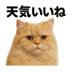 [LINEスタンプ] リアルでかわいい天気ペルシャ猫｜日常