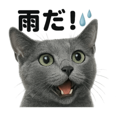 [LINEスタンプ] リアルでかわいい天気ロシアンブルー猫