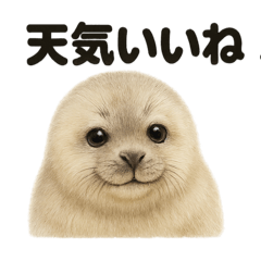 [LINEスタンプ] リアルでかわいい天気ワモンアザラシ