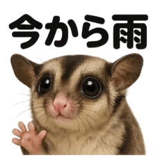 [LINEスタンプ] リアルでかわいい天気フクロモモンガ