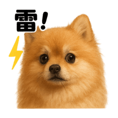 [LINEスタンプ] リアルでかわいい天気ポメラニアン日常生活