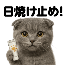 [LINEスタンプ] リアルかわいい天気スコティッシュホールド