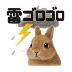 [LINEスタンプ] リアルでかわいい天気うさぎ｜毎日使える