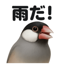 [LINEスタンプ] リアルでかわいい天気文鳥｜毎日使える表情