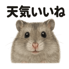 [LINEスタンプ] リアルでかわいい天気ハムスター｜日常生活