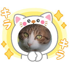 [LINEスタンプ] 可愛いレオ君の挨拶スタンプ