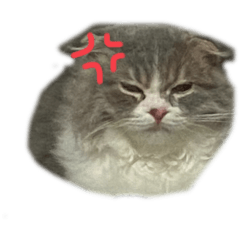[LINEスタンプ] スコティッシュフォールドの日常会話用
