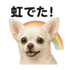 [LINEスタンプ] リアルでかわいい天気チワワ｜毎日使える