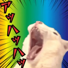 [LINEスタンプ] ⚫[動く！！]猫ミームで会話⭐24匹セット！