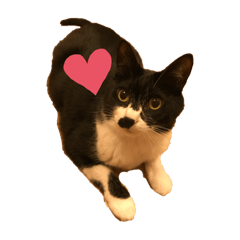 [LINEスタンプ] ハチワレ猫のよるくん