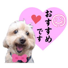 [LINEスタンプ] 3兄弟レオン、マロ、ロン10