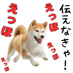 [LINEスタンプ] 柴犬が動く！【えっほえっほ＆梅雨・夏】