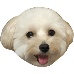 [LINEスタンプ] 世界一かわいいマルプーほたてスタンプ
