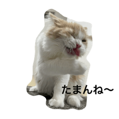 [LINEスタンプ] 凶暴なねこ