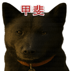 [LINEスタンプ] 甲斐犬のかわいいスタンプ