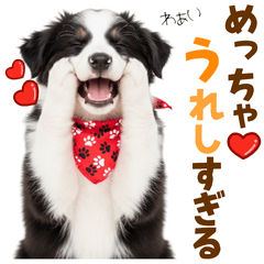 [LINEスタンプ] 毎日使える！感情豊か可愛いボーダーコリー