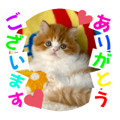 [LINEスタンプ] ねこまーち もちもちモコモコプリンセス