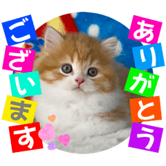 [LINEスタンプ] ねこまーち もちもちふわふわプリンセス