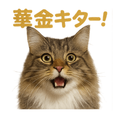 [LINEスタンプ] 週末だ！華金スタンプ！サイベリアン猫