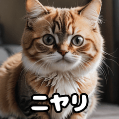 [LINEスタンプ] ころころマンチカンの日常スタンプ