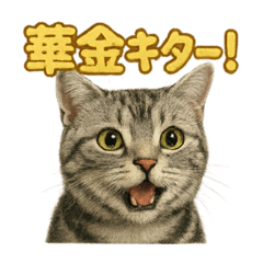 [LINEスタンプ] 週末！華金スタンプアメリカンショートヘア