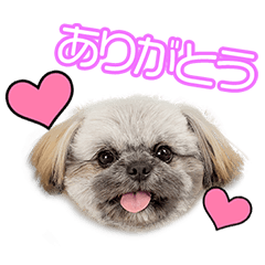 [LINEスタンプ] 原家のはなちゃん